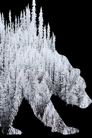 BEAR of FROSTED TREES. Digital photo art design.  Trees covered with frost in the Cascades in south east Washington are framed in the great Grizzly Bear. Original photo taken at Satus Pass Washington one of your great Adventures.