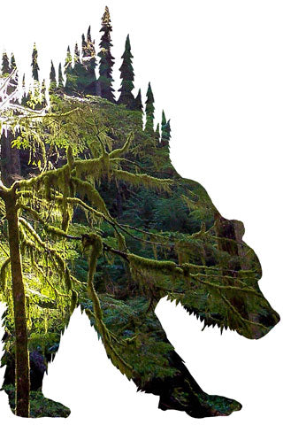 BEAR of OLYMPIC FOREST. Digital photo art design.  One a very wet day hiking through the Olympic National Park through the rain forest we got this shot when the sun came out through the clouds .