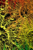 SPRIAL FERN Ski Wraporiginal digital photo graphic print.