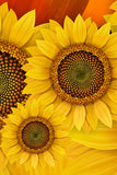 SUNFLOWER.  Sunflowers ski wraps don't get much brighter then this just like the summer and sun shine they thrive on.  Let this set bring some bright colors and sunshine to your skiing.    Two wraps per set.   Size:   Large:  73”H x 6”W -  187cm x 15cm            $62.95  Small:  60”H x 5”W -  152.5cm x 10.2cm     $50.00