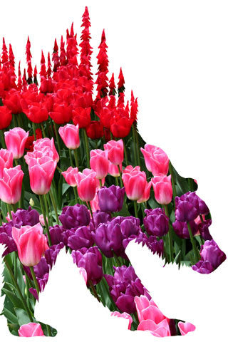 BEAR of TULIPS. Digital photo art design.  This photo on during a great trip to the Skagit Valley Tulip Festival.  Located near the towns of La Conner, Mount Vernon and Burlington, not to many sites anywhere are as colorful as the tulips of the Skagit Valley in the spring. A beautiful day on one of our great adventures. Bear of Tulips Photo Art Print by Steve and Dalton Lovitt of SQUATCH Industries. Bear print available on White on Maroon Graphic Tee. Available in 11x14 print.
